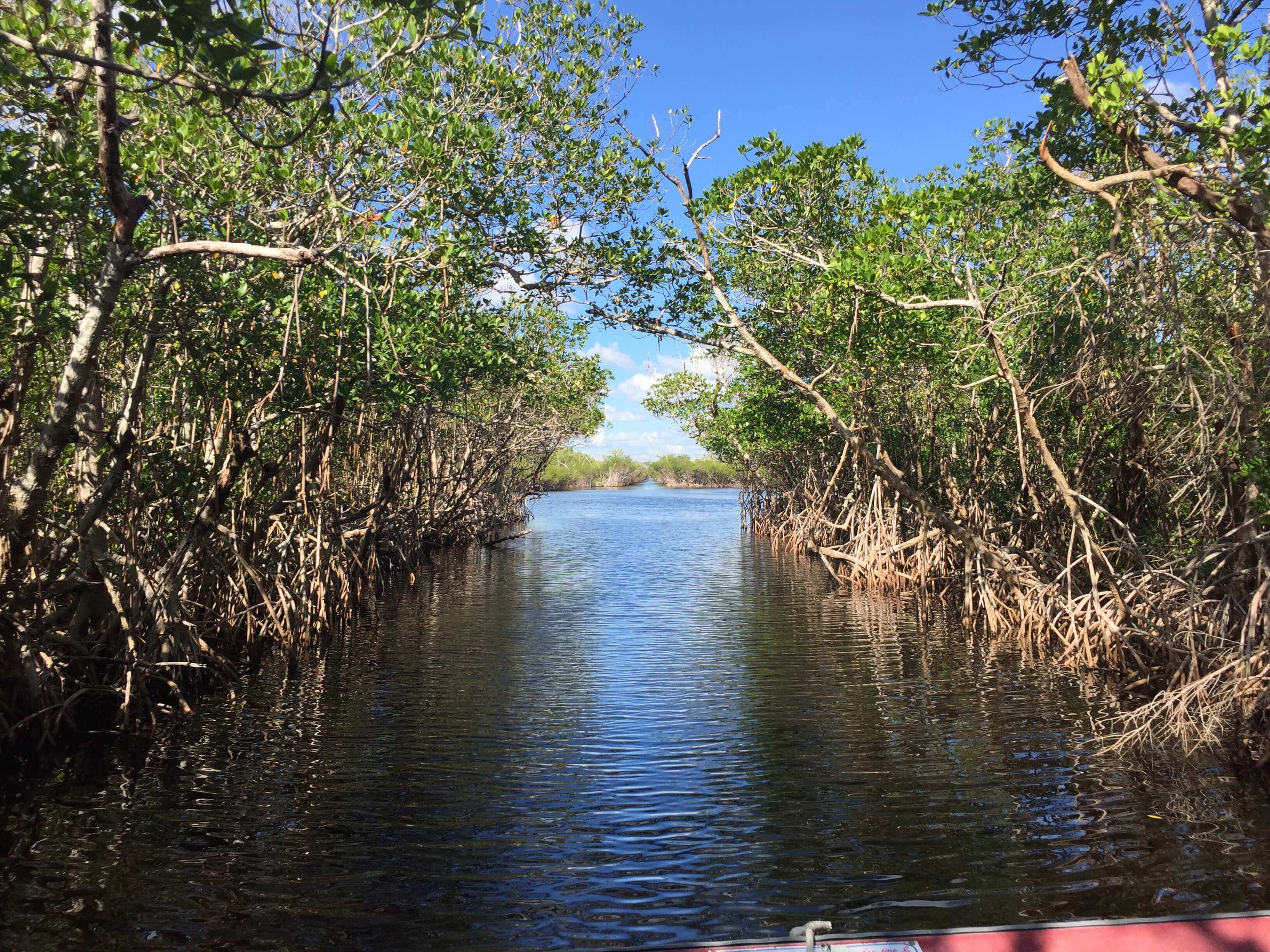 Touristisches Sumpfboot durch die Everglades National Park, USA